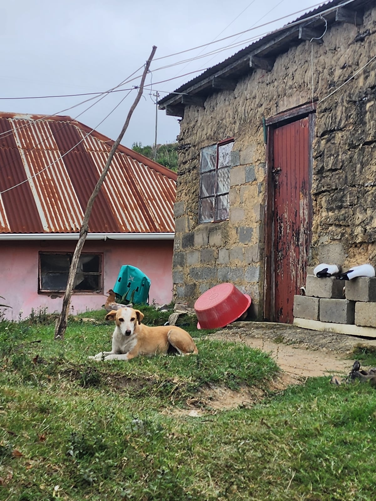 Support for an animal at home