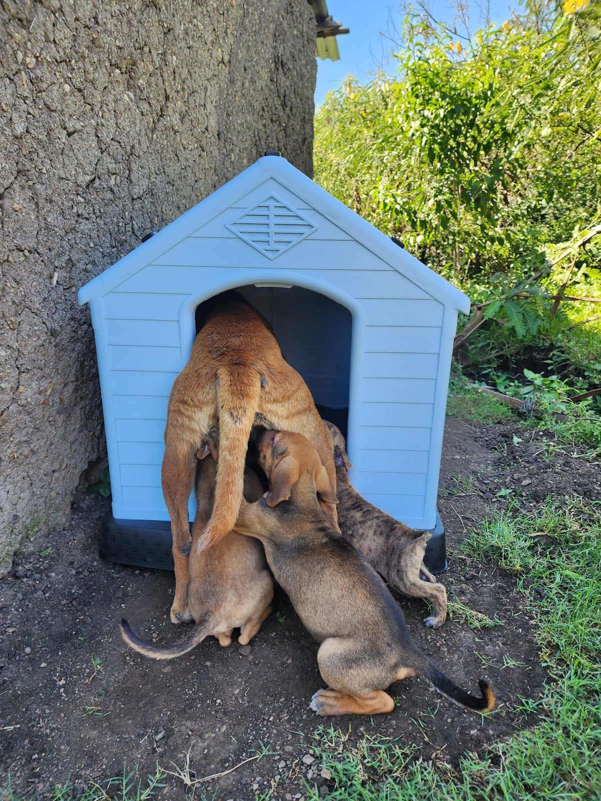 A newly built shelter