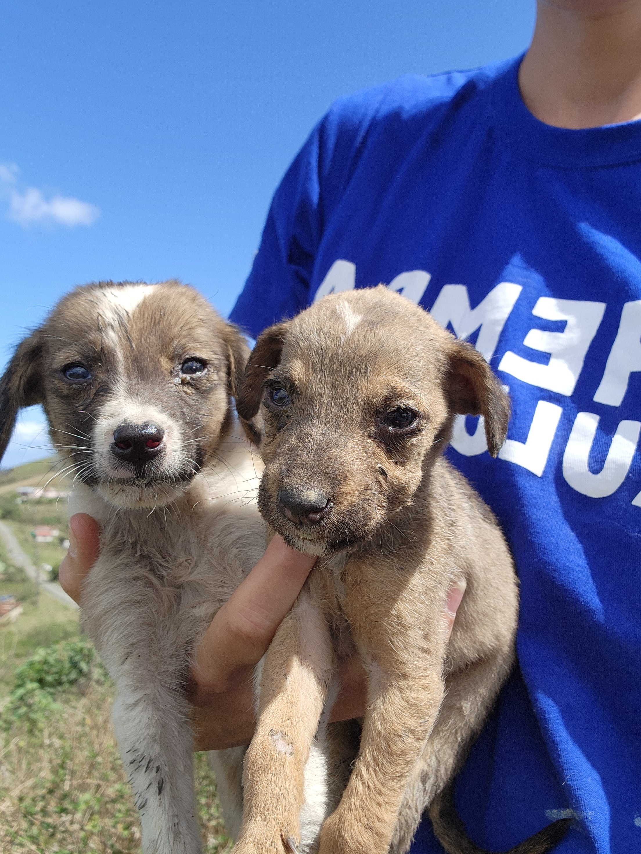 Pondo Dogs — feature photo