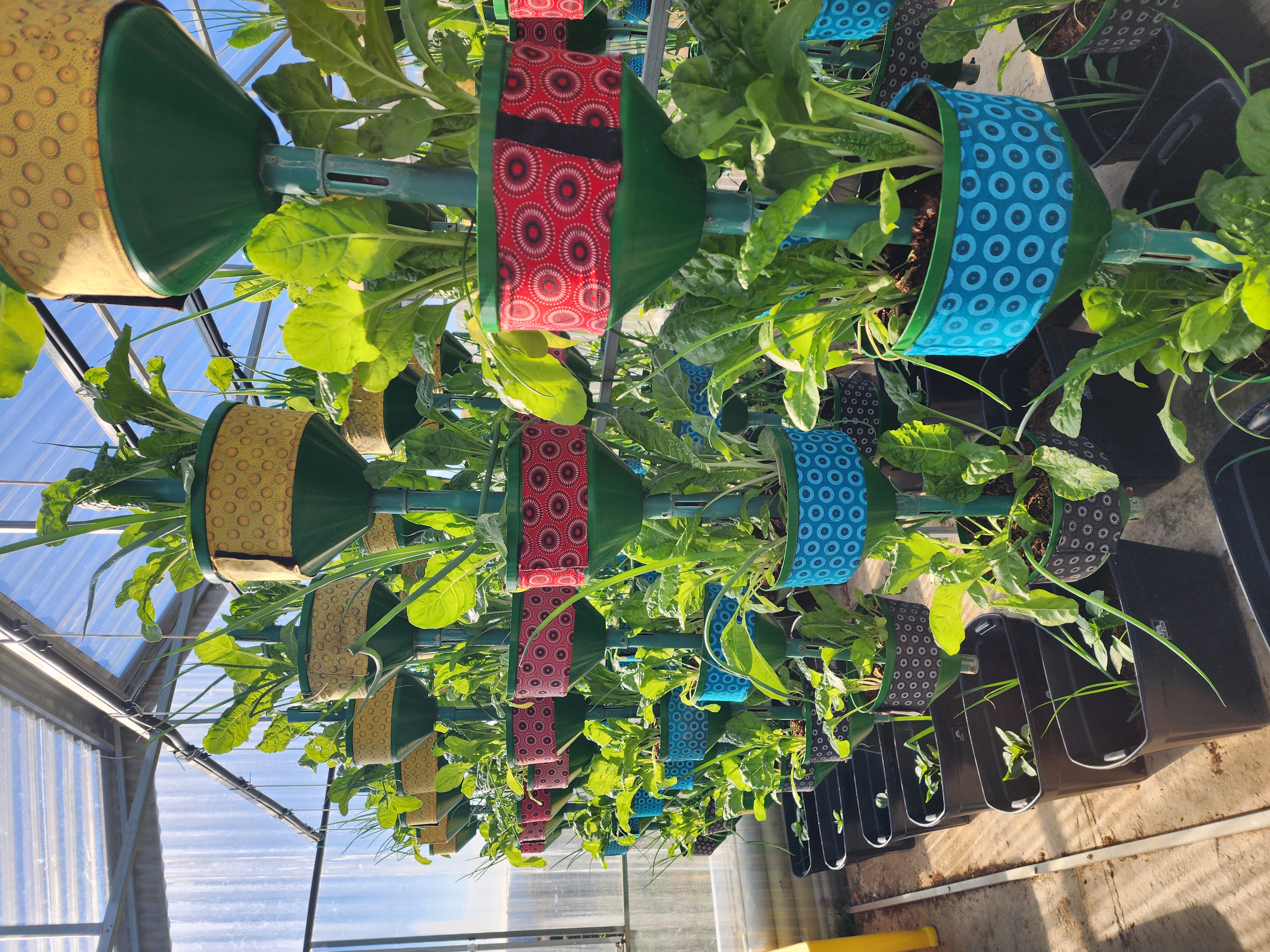 Wide view of the hanging vegetable garden