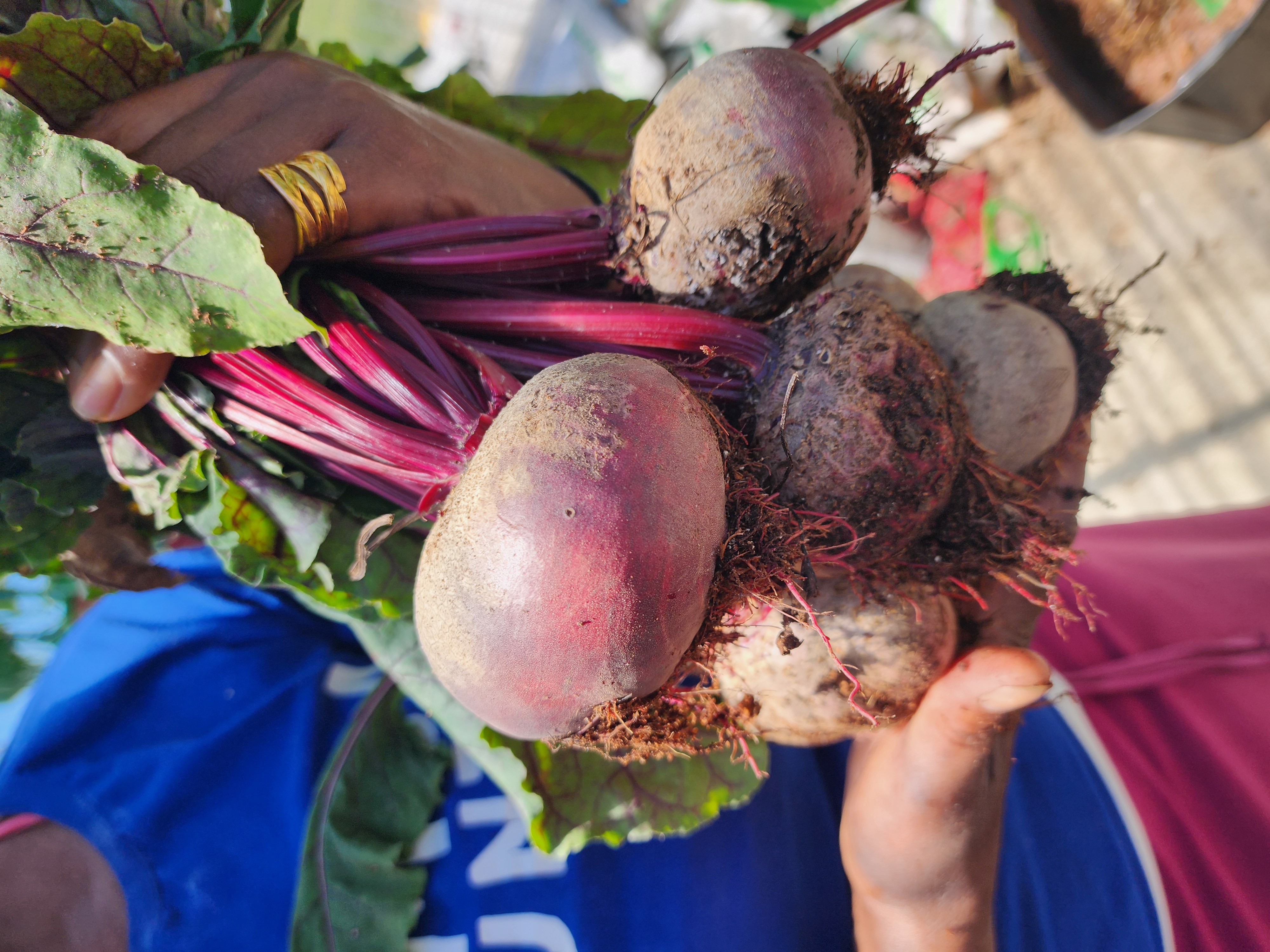 Freshly harvested beetroot
