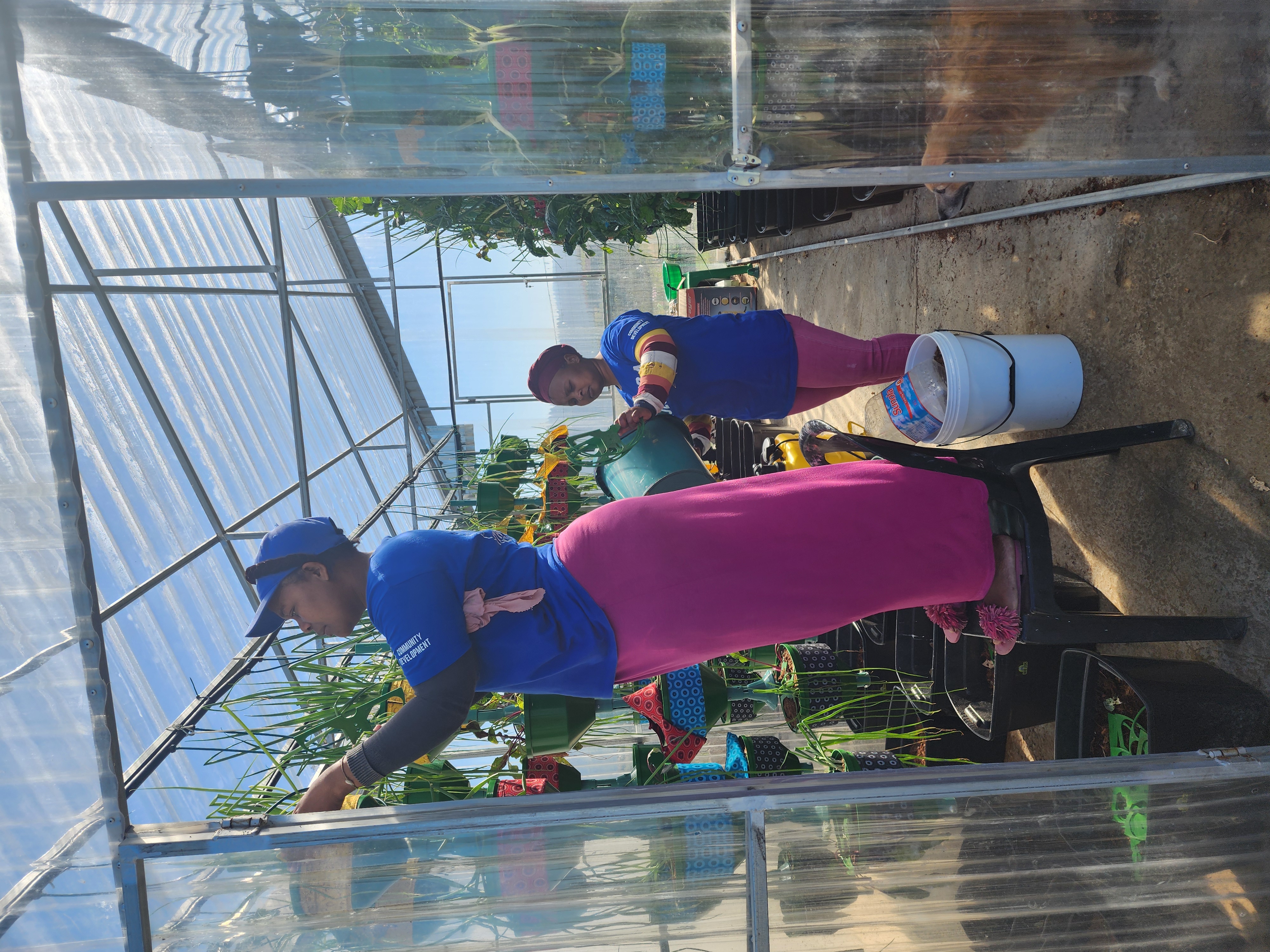 Team members working in the greenhouse