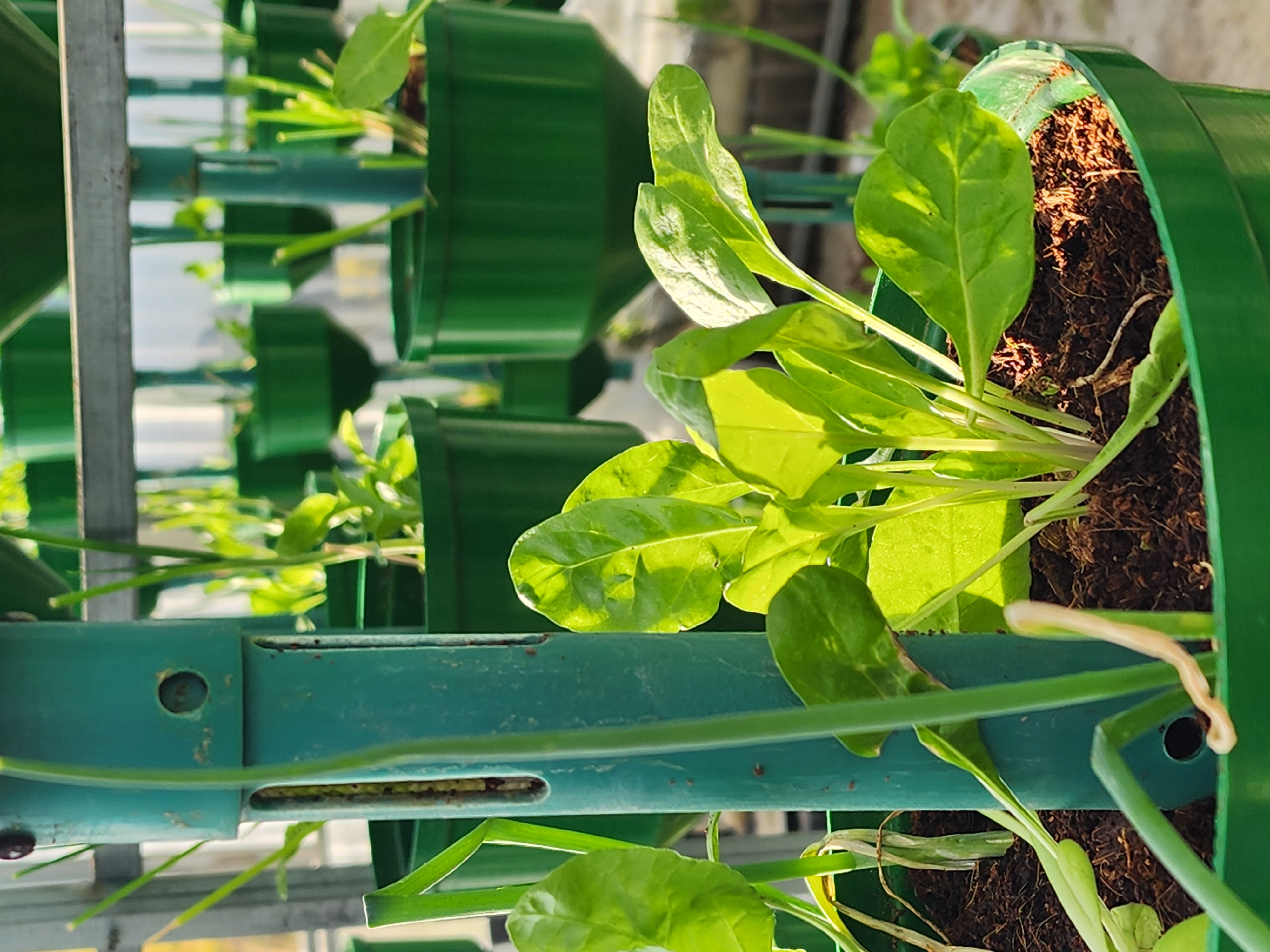 Close-up of spinach grown in the greenhouse