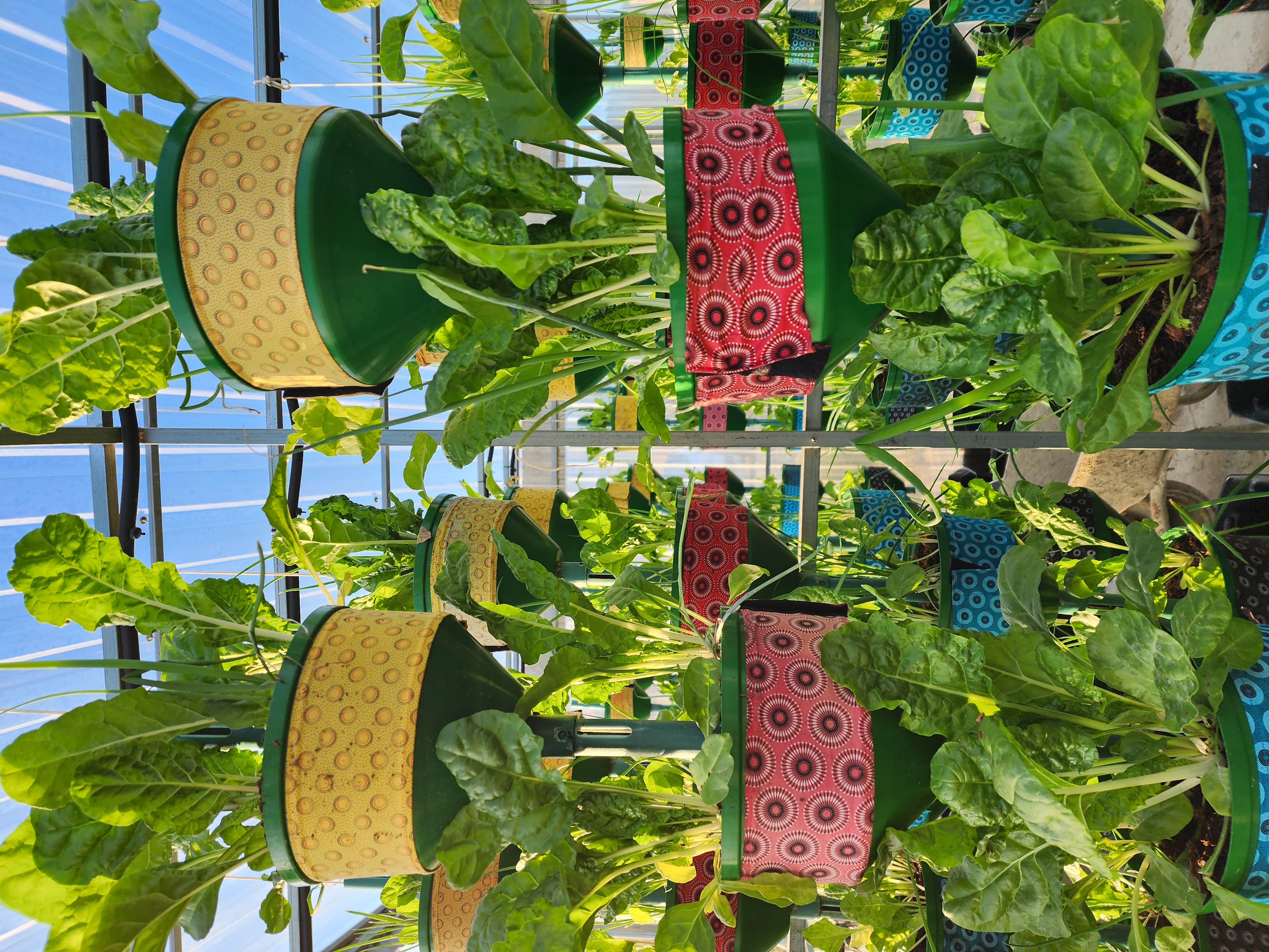 Crops growing in the vertical African Grower system
