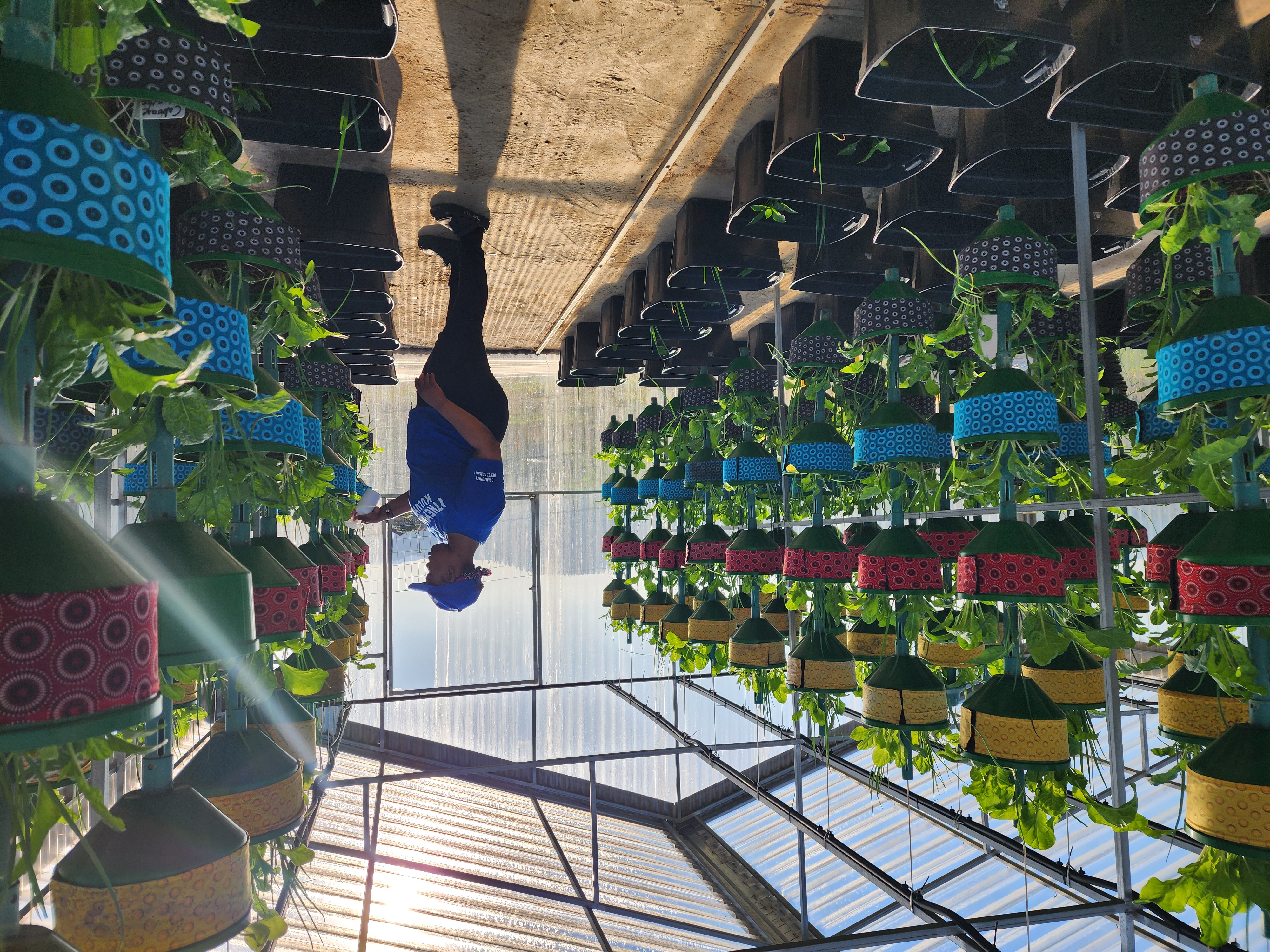 Wide view inside the greenhouse in beautiful light