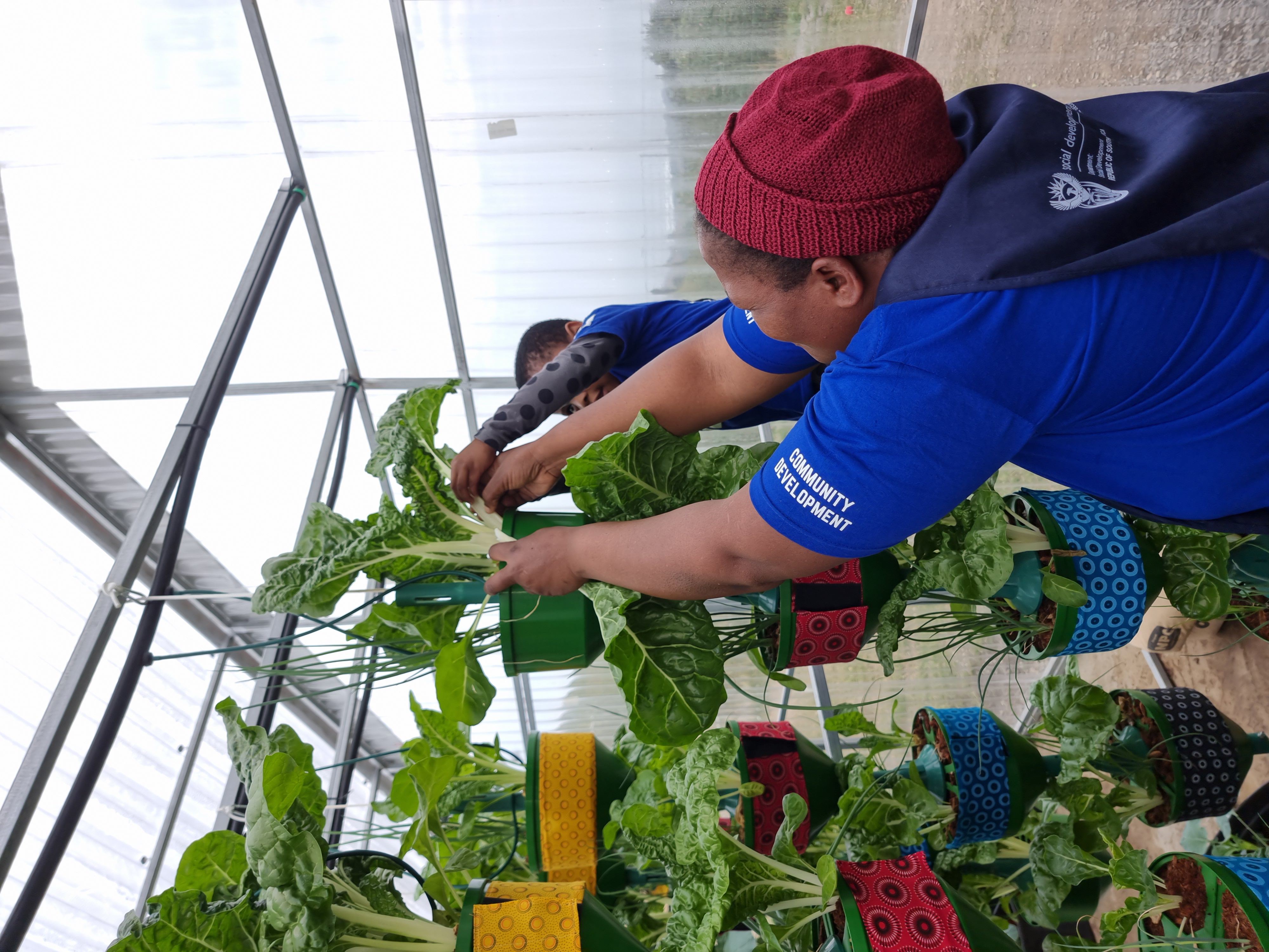 Fresh produce harvested from the greenhouse