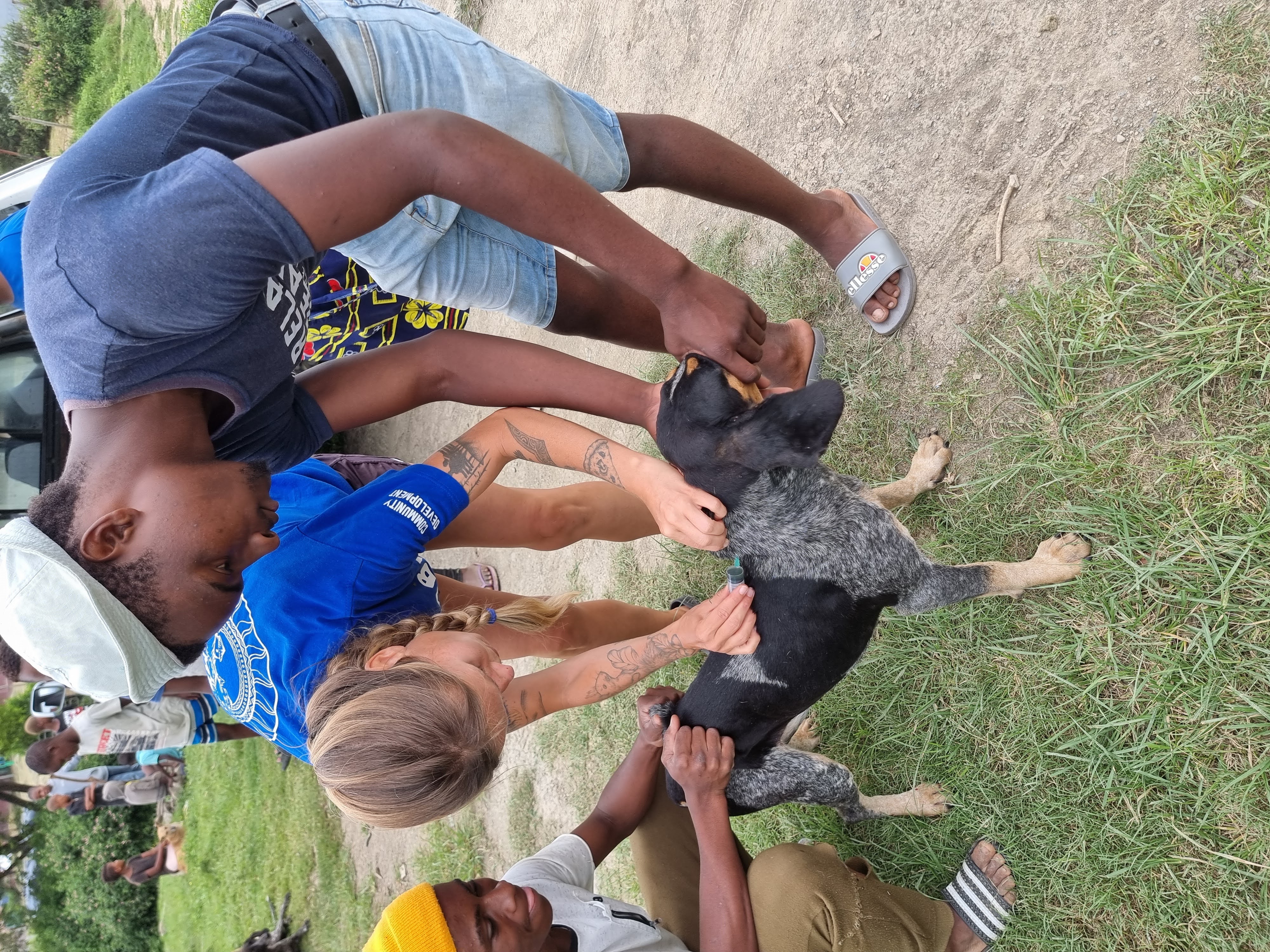 Community animals waiting for treatment