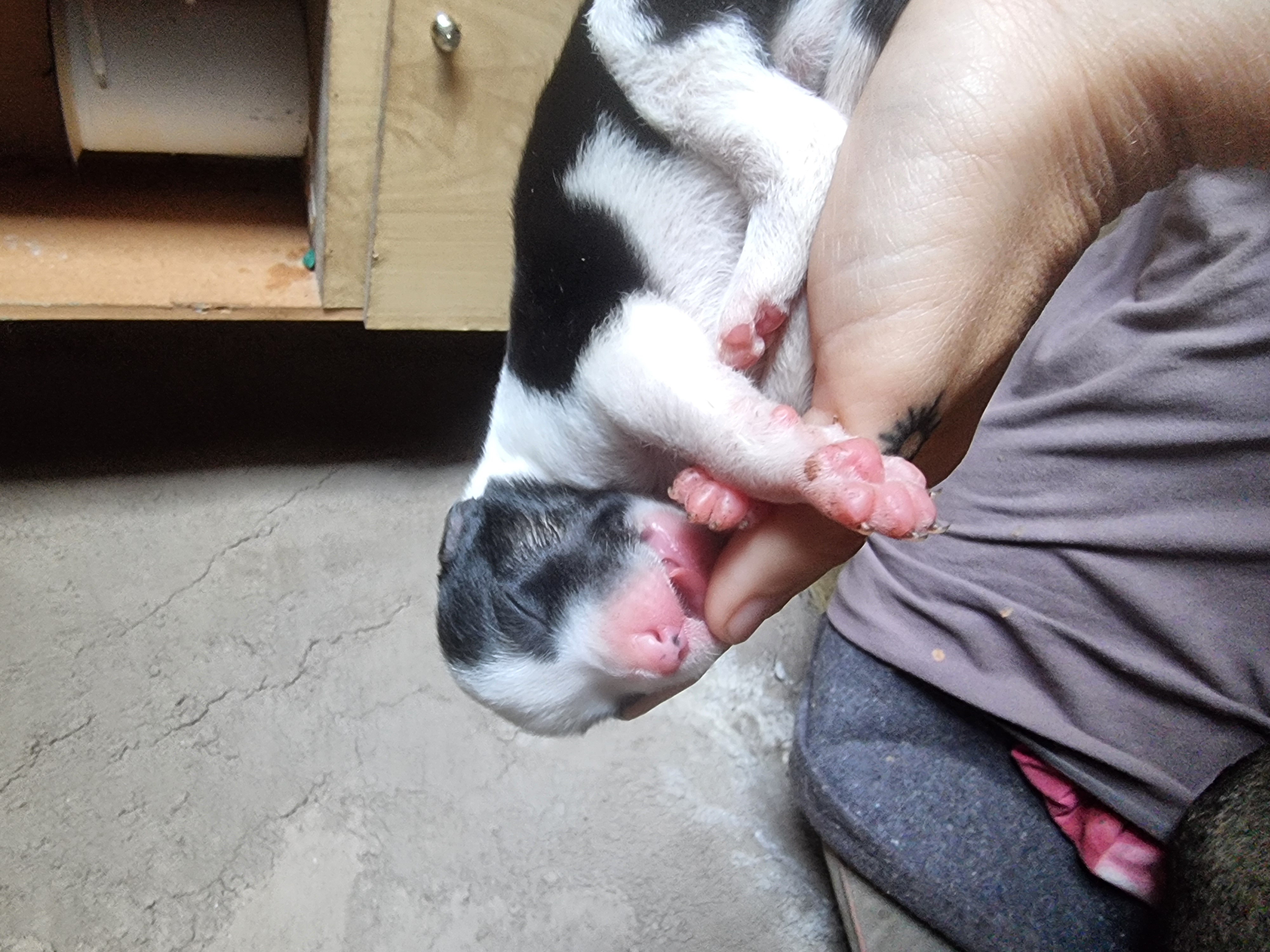 Newborn puppy receiving care