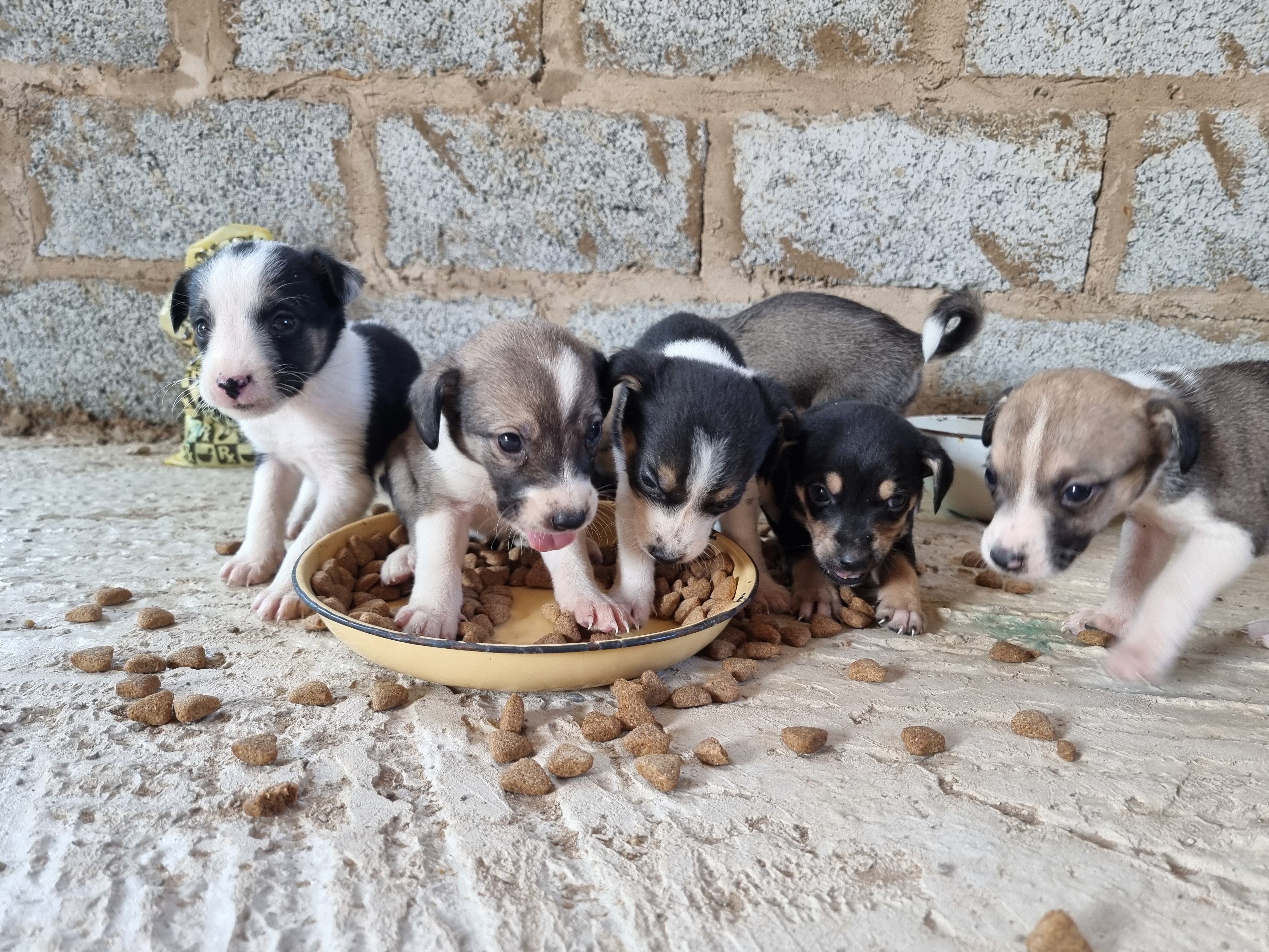 Puppies sharing a meal