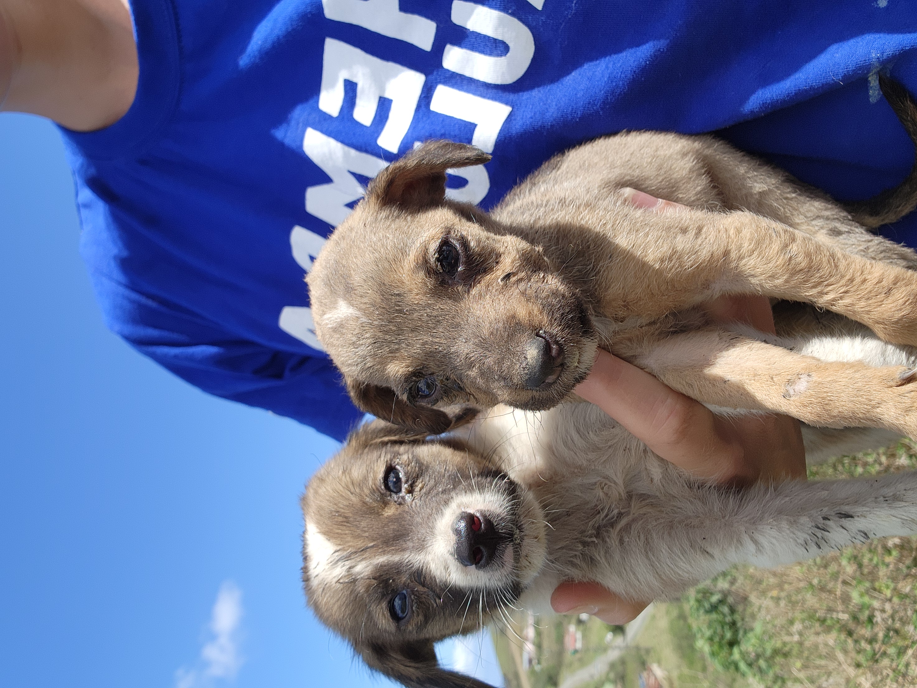 Project worker caring for puppies