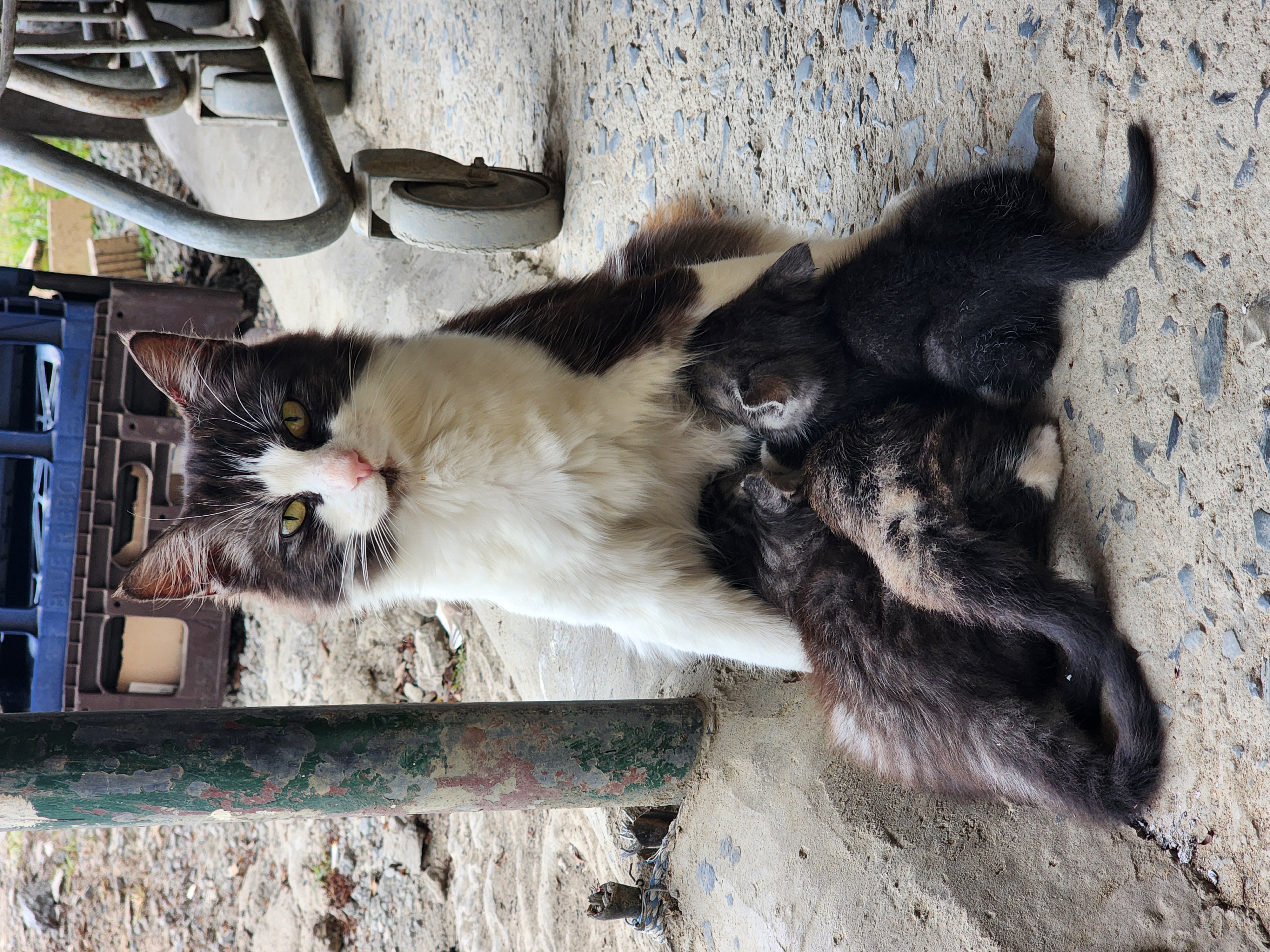 A cat caring for kittens