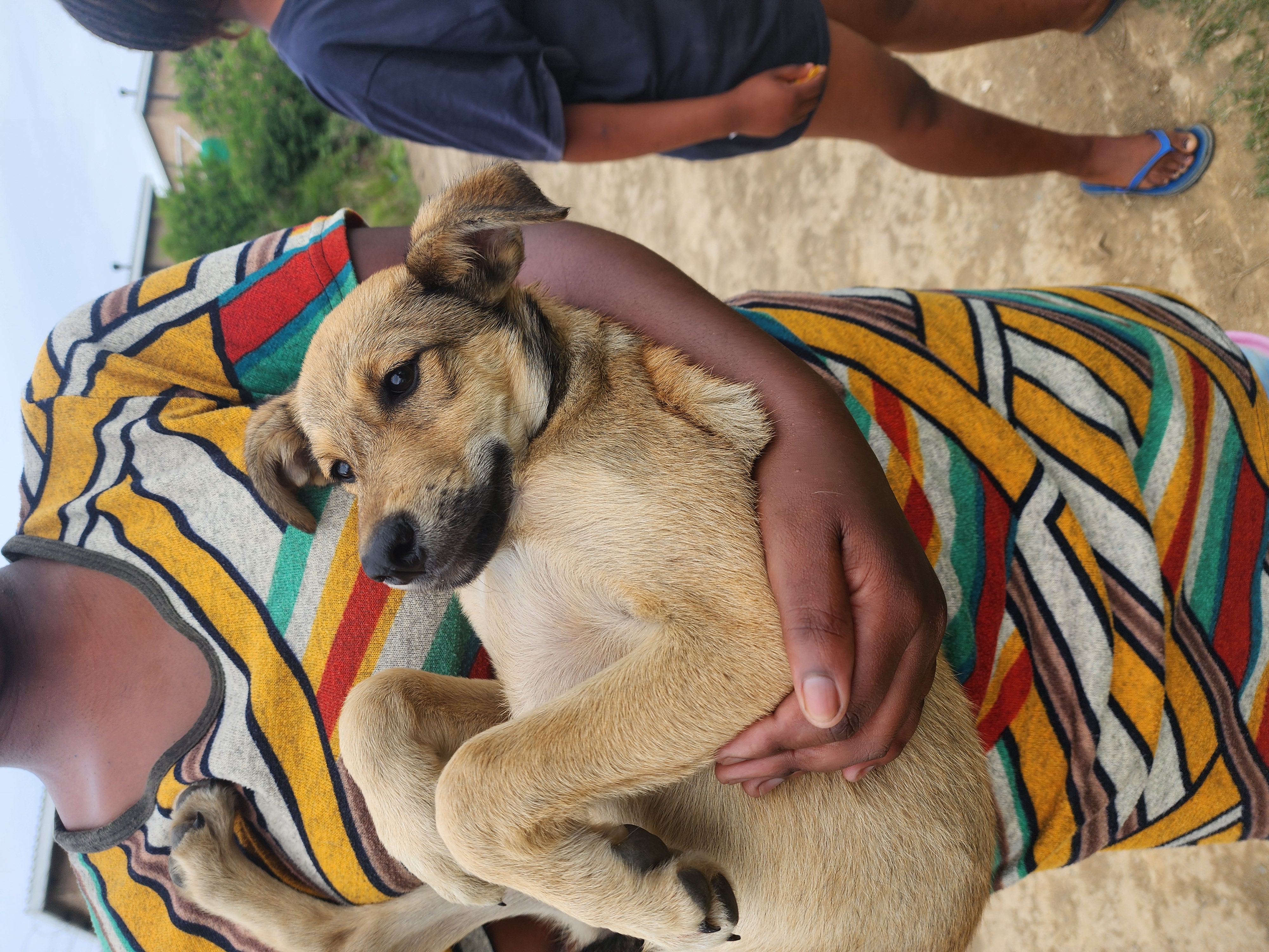 A dog receiving practical care