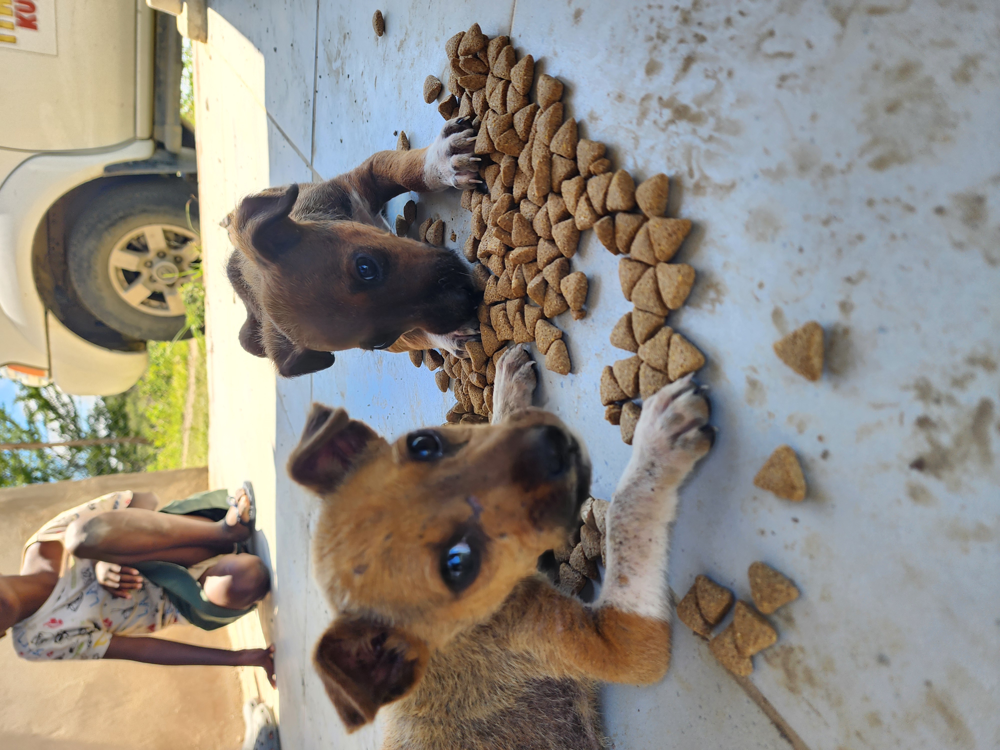 Food support for animals