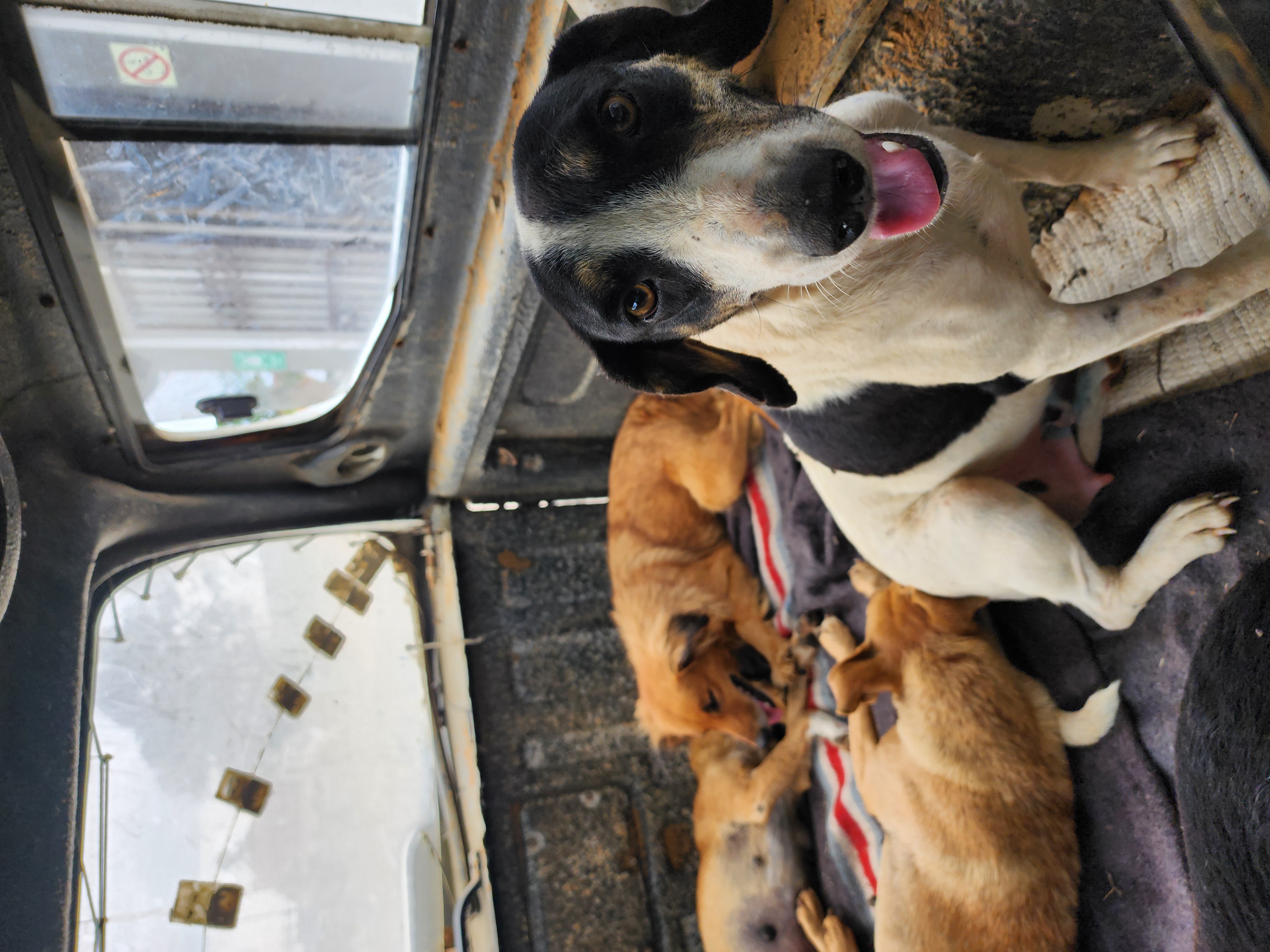 Veterinary support with local partners
