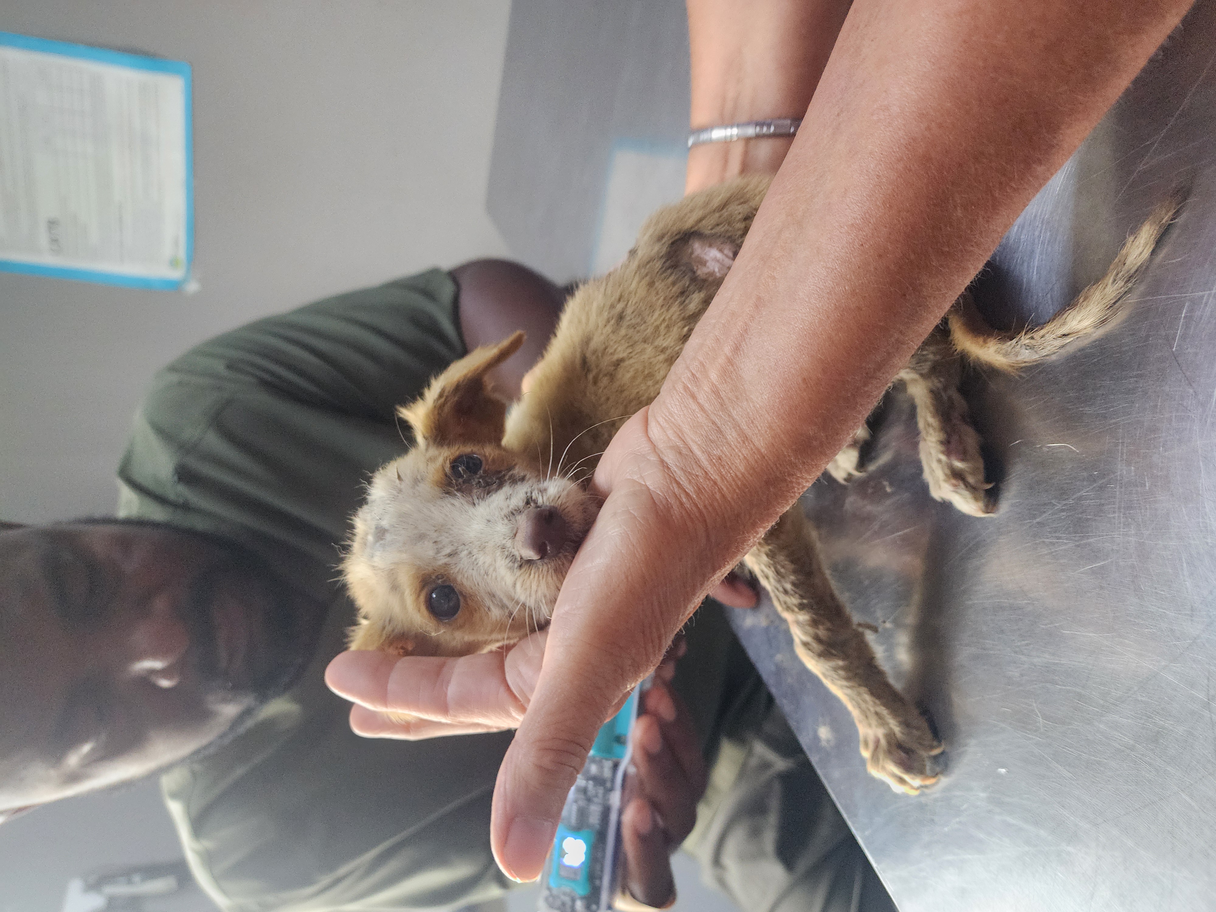 Emergency treatment in the field