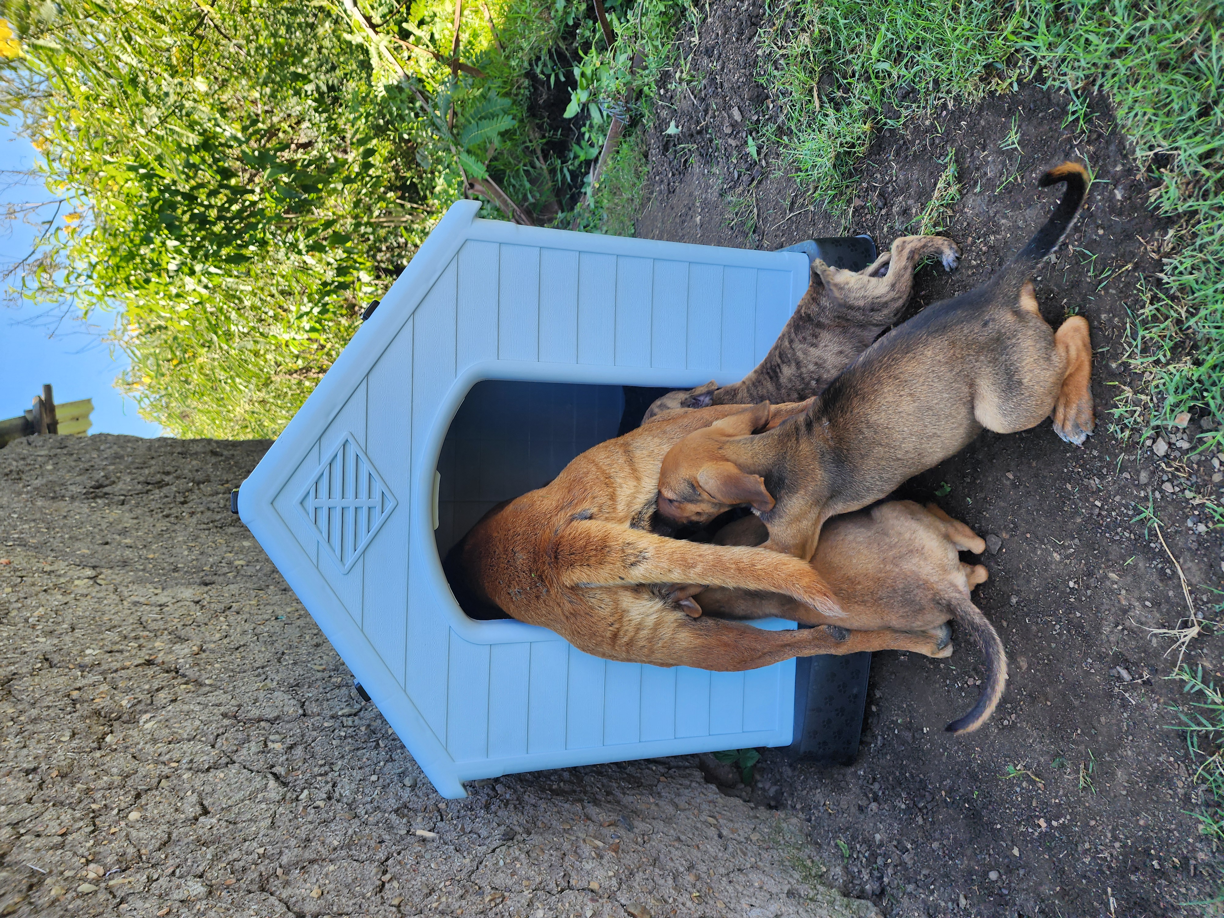 A newly built shelter