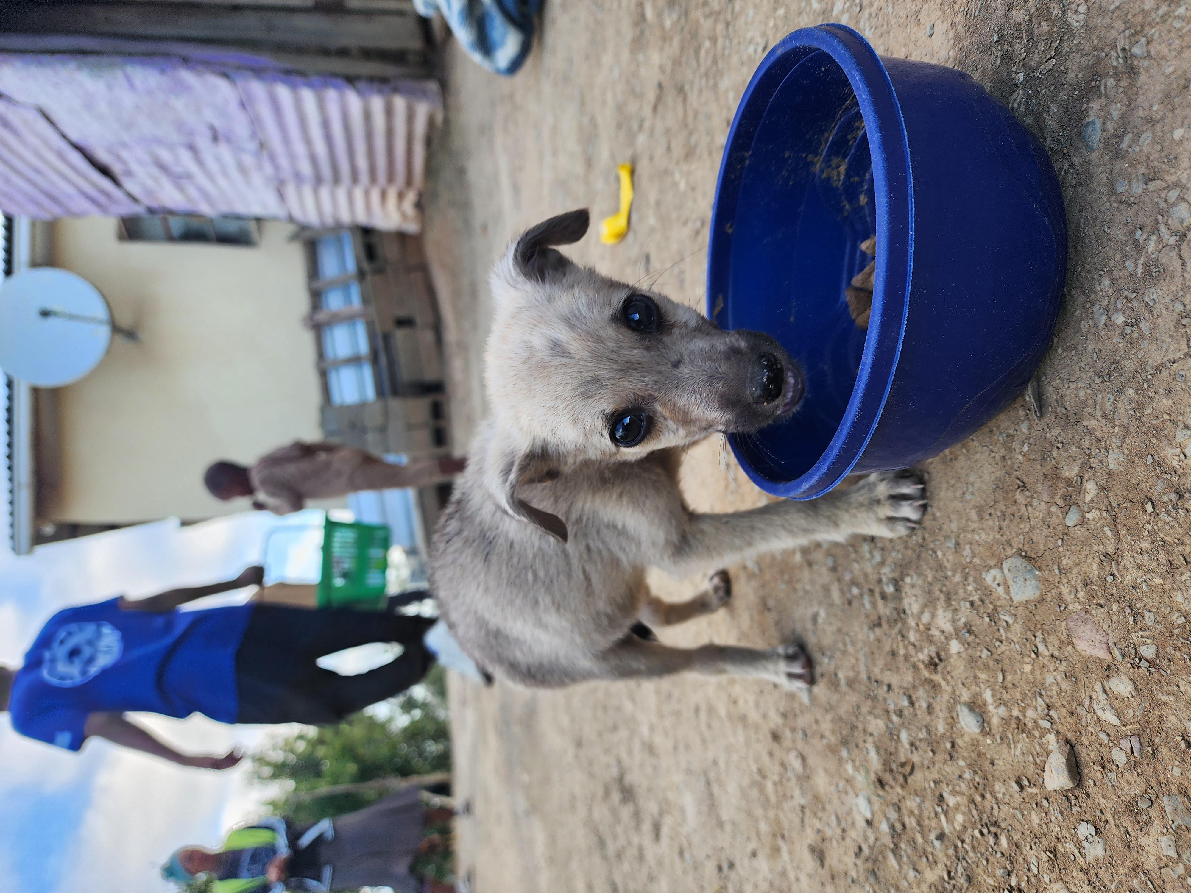 A puppy receiving food support