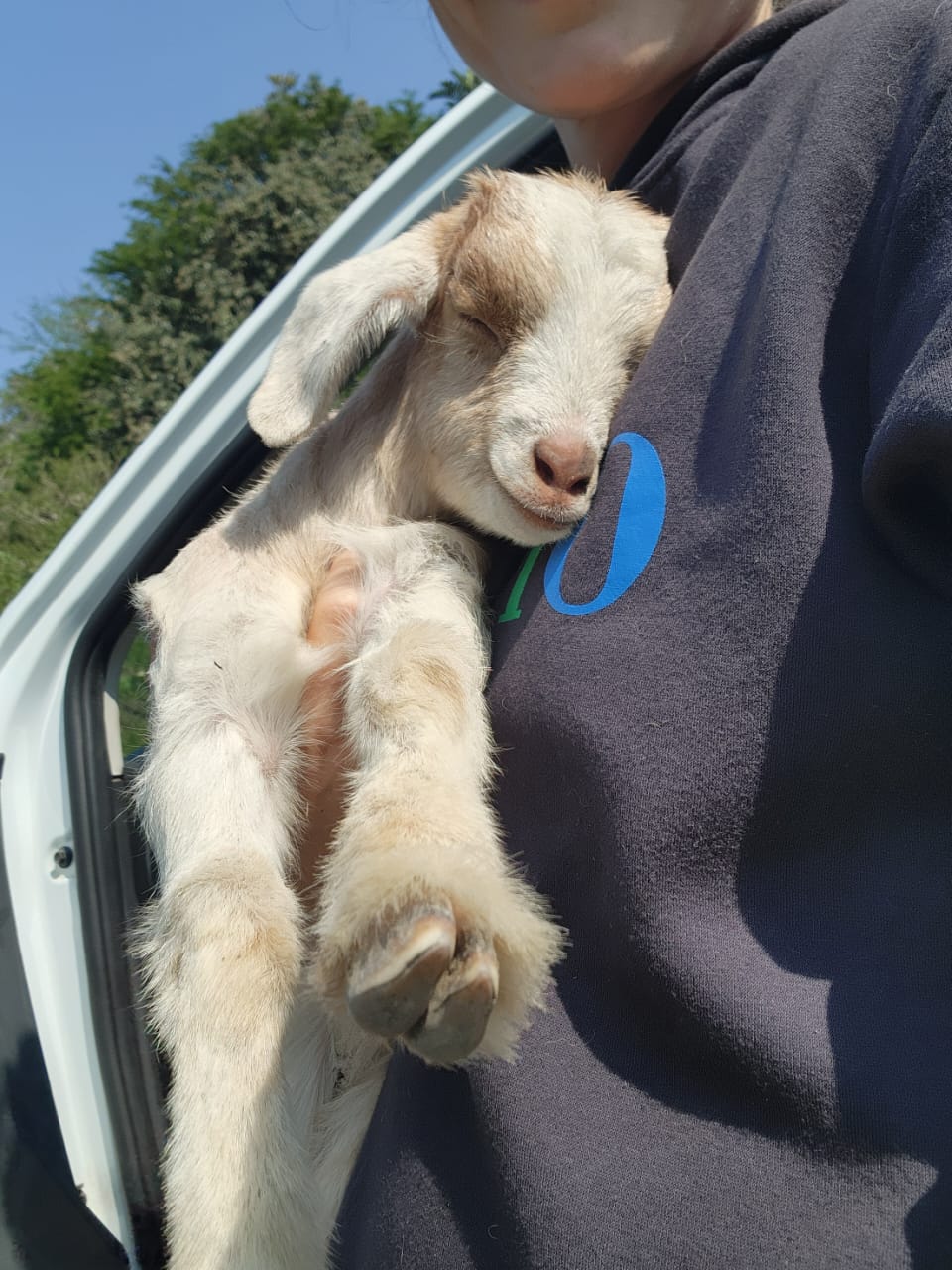 A smiling goat supported by Pondo Dogs