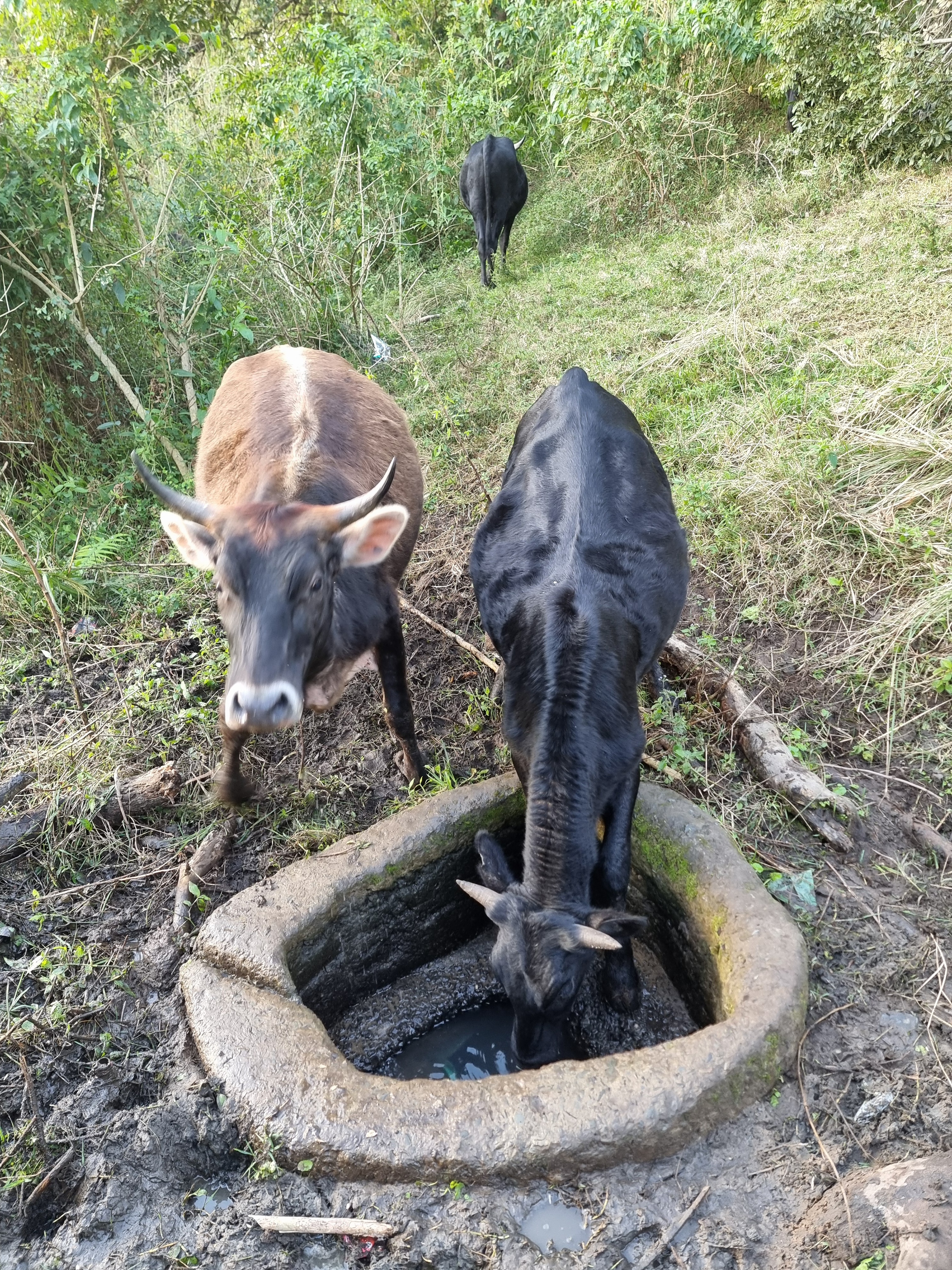 Unsafe water source serving rural households